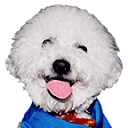 Smallpaws website project by Brandon Optimize